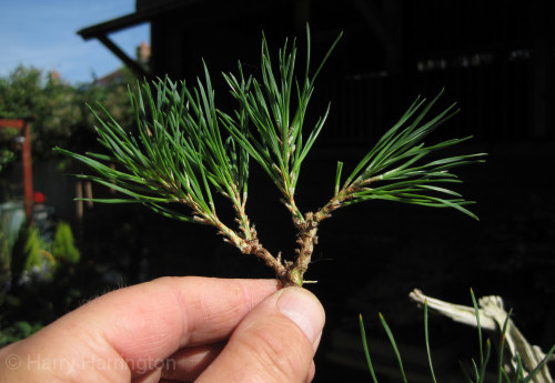 pine bonsai branch